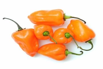 Red Savina Habaneiro, fotos com algumas pimentas laranjas