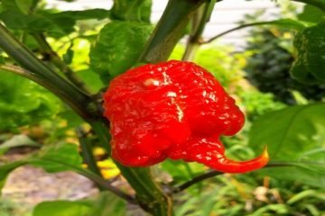 Você encara a pimenta mais ardida do mundo? • Blog da pimenta DE CABRÓN CHILLIS