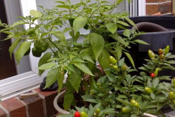 Como plantar pimenta em vaso: guia do apartamento