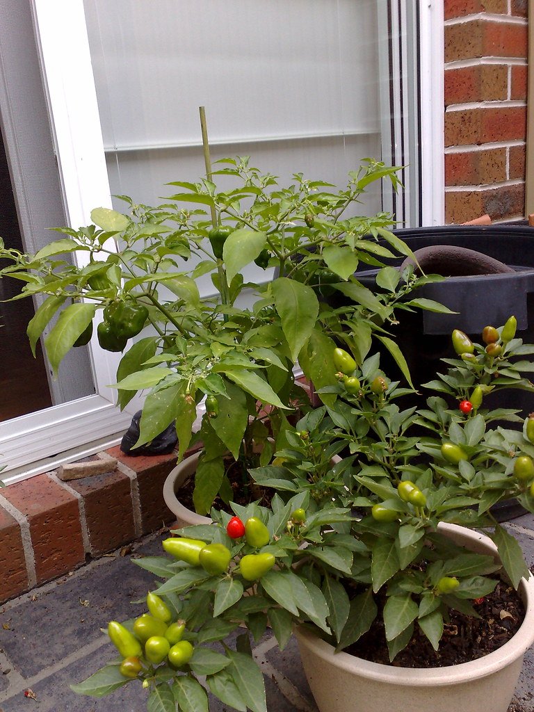 Como plantar pimenta em vaso: guia do apartamento