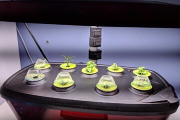 Hidroponia de pimentas: vale a pena?