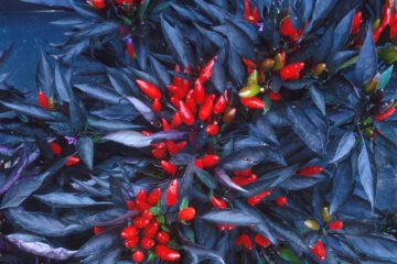 Pimenteiras ornamentais: beleza e ardor no mesmo vaso