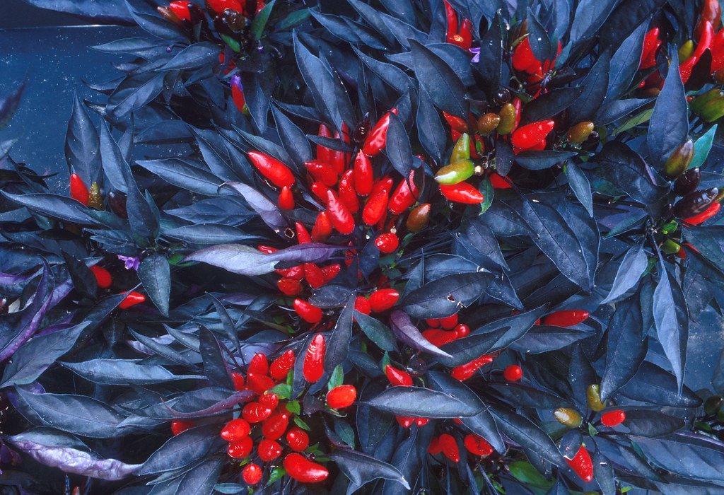 Pimenteiras ornamentais: beleza e ardor no mesmo vaso