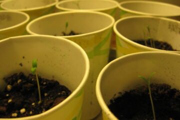 Semente de pimenta: germinação passo a passo