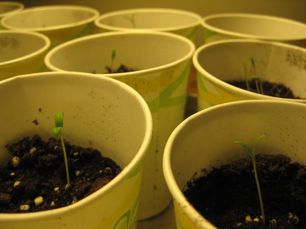Semente de pimenta: germinação passo a passo